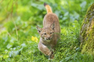 Eurasian lynx (Lynx lynx) youngster on a meadow, Bavaria, Germany, Europe