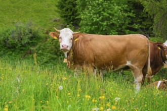 Brown cow on a flowering meadow in a natural landscape, Alpe di Siusi, South Tyrol, Dolomites,