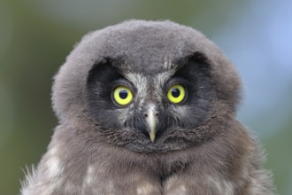 Great Horned Owl (Aegolius funereus), young bird, animal portrait, North Rhine-Westphalia, Germany,