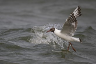 Black-headed gull (Chroicocephalus ridibundus) in summer plumage, flying above the sea surface,