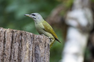 Grey-headed Woodpecker (Picus canus) wbl Germany