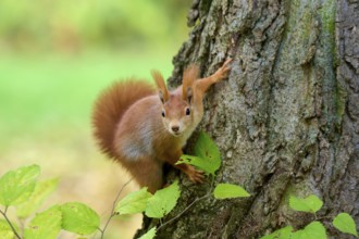 Eurasian squirrel (Sciurus vulgaris), climbing on a tree trunk, surrounded by green leaves,