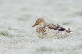 Beautifully marked... Mallard (Anas platyrhynchos), best known and almost everywhere common wild