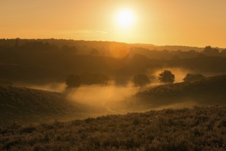 Sunrise over the heath... Veluwe Netherlands, early morning fog rises from the blooming heath,