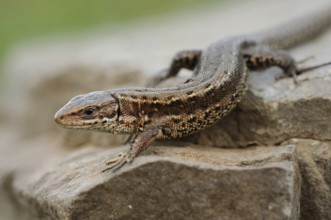 Forest lizard (Zootoca vivipara) warming up on a rock in the spring sun, endangered lizard species,