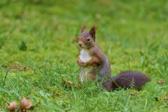 Eurasian squirrel (Sciurus vulgaris), alert, sitting in the green grass and holding its paws,
