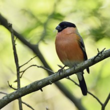 Bullfinch, bullfinch (Pyrrhula pyrrhula), male adult bird in spring in the most beautiful breeding