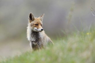 Undecided... Red fox (Vulpes vulpes) sitting on a slope in the grass, looking around indecisively,