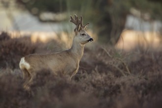 Proud buck... Roebuck (Capreolus capreolus) in velvet, a capital roebuck in early March in the