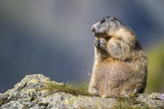 Alpine marmot (Marmota marmota) in autumn, Grossglockner, High Tauern National Park, Austria,