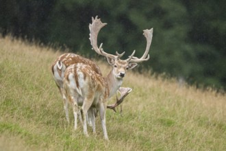 European fallow deer (Dama dama) stags on a meadow, tirol, Kitzbühel, Wildpark Aurach, Austria,