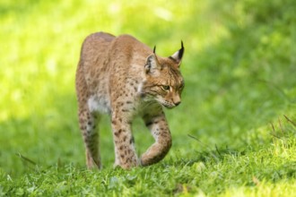 Eurasian lynx (Lynx lynx) on a meadow, Austria, Europe