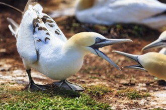 Gannet (Morus bassanus) on bird cliffs, fight, dispute, defence, Helgoland Island,