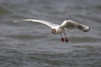 Black-headed gull (Chroicocephalus ridibundus) in summer plumage, flying above the water surface,