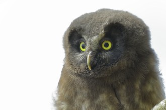Great Horned Owl (Aegolius funereus), young bird, animal portrait, North Rhine-Westphalia, Germany,