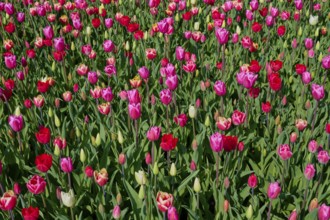 Field full of pink and red tulips in a dense sea of flowers, Keukenhof, Lisse, province of South