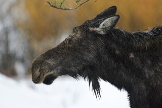 Moose (Alces alces), cow moose, head portrait of an adult female, on a rainy day in winter, soaked