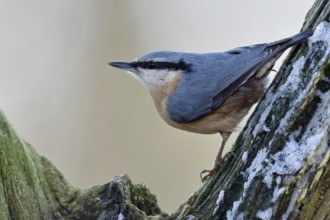 European nuthatch (Sitta europaea) sitting in a tree, looking around attentively, in typical pose,
