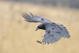 Fanned wings... Raven (Corvus corax), our largest raven species in flight in front of a dissolved