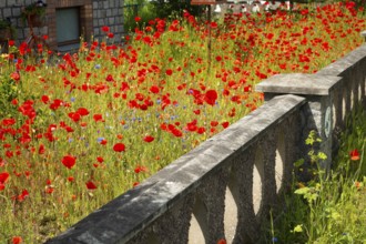 Various plants, flowers, front garden, Friedrich- Borgwardt-Sraße, Baltic Sea, Baltic Sea resort,