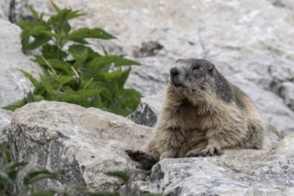 Marmot (Marmota marmota), Monte Baldo, Italy, Europe