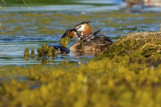 Great Crested Grebe, (Podiceps Scalloped ribbonfish), with chicks, wildlife, Germany, Europe