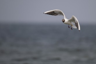 Black-headed gull (Chroicocephalus ridibundus) in summer plumage, flying above the sea surface,