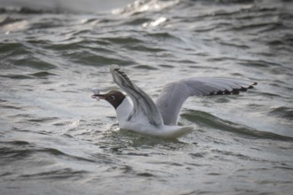 Black-headed gull (Chroicocephalus ridibundus) in summer plumage, swimming on the sea surface with