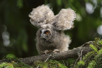 Just fledged... Long-eared owl (Asio otus), young owl, branchling, fledged young bird sits in a fir