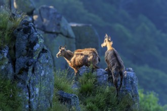 Two chamois observing the surroundings from a rocky vantage point, chamois, chamois, (Rupicapra