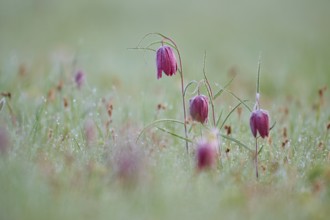 Snake's Head Fritillary or lapwing (Fritillaria meleagris), with dew on a damp meadow, soft and