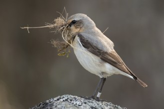 With nesting material in its beak... Wheatear (Oenanthe oenanthe), ringed bird, female prepares
