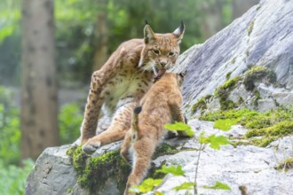 Eurasian lynx (Lynx lynx) mother with her youngster, Austria, Europe