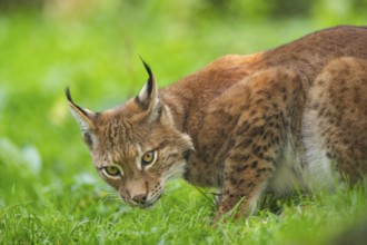 Eurasian lynx (Lynx lynx) on a meadow, Austria, Europe