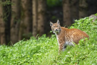 Eurasian lynx (Lynx lynx) on a meadow, Austria, Europe