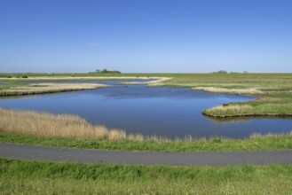 Path and pond in brackish polder at nature reserve Zandkes from Natuurmonumenten near