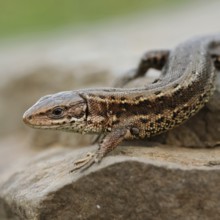 After hibernation... Wood lizard (Zootoca vivipara) sitting on a stone, on rocks, warming up in the