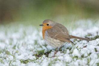 Sudden onset of winter... Robin (Erithacus rubecula) sits, perches with thickly fluffed up plumage