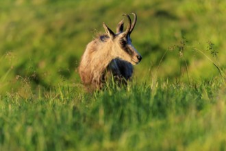 A graceful chamois portrait in a meadow with tall grass, chamois, chamois, (Rupicapra rupicaprae),