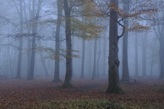 November blues... Herrenbusch (Meerbusch) at dusk, foggy mood in the forest, old beech forest,
