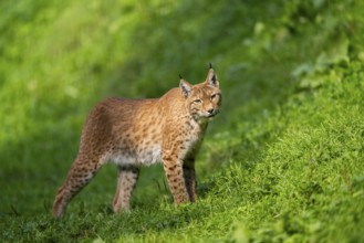 Eurasian lynx (Lynx lynx) on a meadow, Austria, Europe