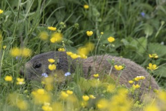 Marmot (Marmota marmota), Monte Baldo, Italy, Europe