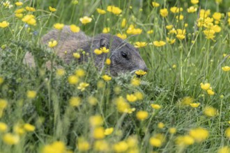 Marmot (Marmota marmota), Monte Baldo, Veneto, Italy, Europe