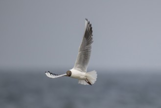 Black-headed gull (Chroicocephalus ridibundus) in summer plumage, flying above the sea surface,