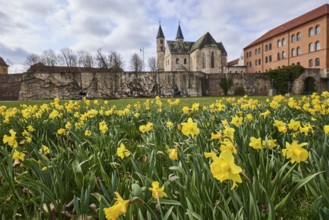 Daffodil (Narcissus pseudonarcissus), old town, flower bed, lawn, city wall, city fortification,