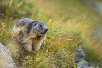 Alpine marmot (Marmota marmota) in autumn, Grossglockner, High Tauern National Park, Austria,