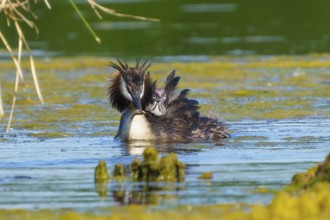 Great Crested Grebe with chick on back swimming in water looking down, Great Crested Grebe,