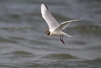 Black-headed gull (Chroicocephalus ridibundus) in summer plumage, flying above the water surface,