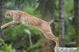 Eurasian lynx (Lynx lynx) jumping from a rock, Austria, Europe