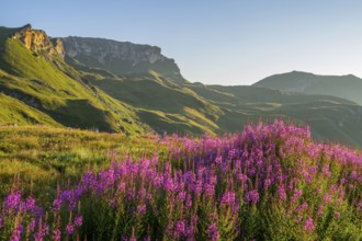Fireweed (Chamaenerion angustifolium) blooming at sunrise in the Mountains at Hochalpenstraße, view
